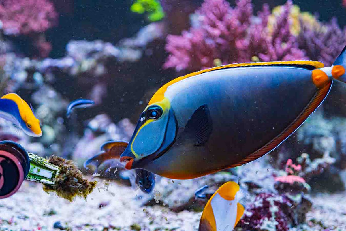 World Wide Corals tweet media