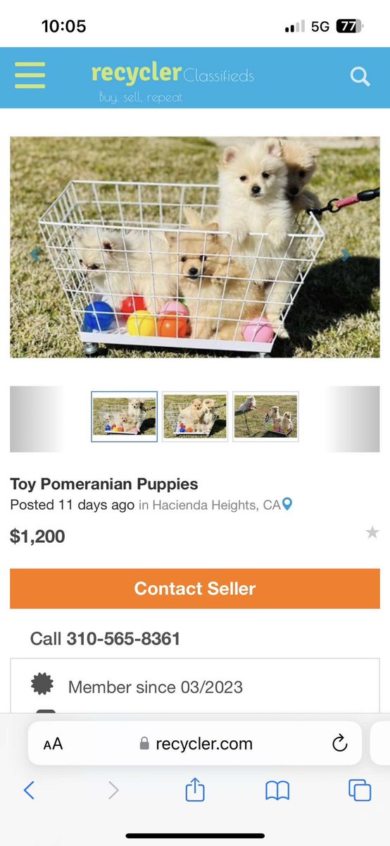 ocean_locher's tweet photo. Please spread the word to get this puppy mill shut down. They posted about receiving 4 new puppies last night. These dogs deserve justice😪 each post has a different phone number but the same woman always answers. https://t.co/cdlq9q0HXs