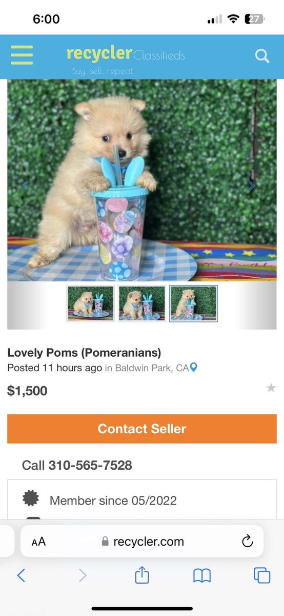 ocean_locher's tweet photo. Please spread the word to get this puppy mill shut down. They posted about receiving 4 new puppies last night. These dogs deserve justice😪 each post has a different phone number but the same woman always answers. https://t.co/cdlq9q0HXs