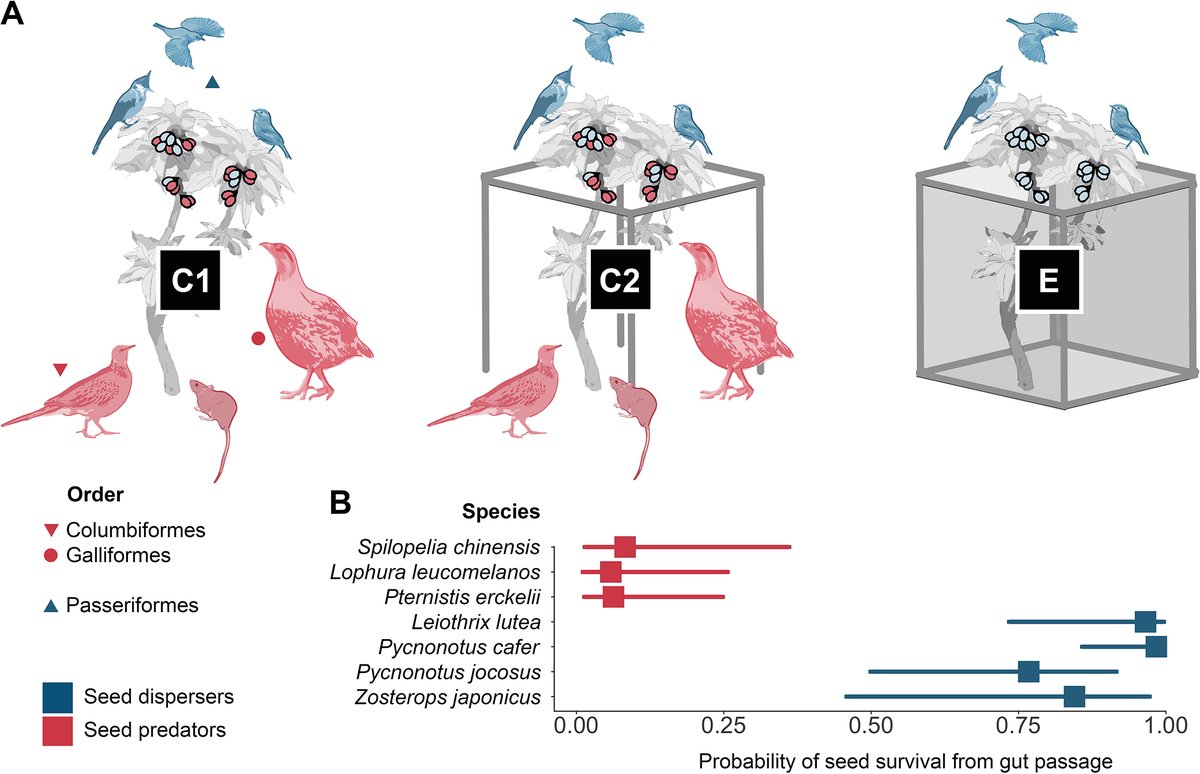 ESAEcology's tweet photo. Now online in @ESAEcology:

Exploitation competition between seed predators and dispersers introduced to Hawaiian forests

https://t.co/SVKF5CG9ms

With #OpenData in @datadryad &amp; @ZENODO_ORG 

#ResourceCompetition #SeedDispersal #SeedPredation #NSFFunded @NSF https://t.co/dZOfzo2BXX