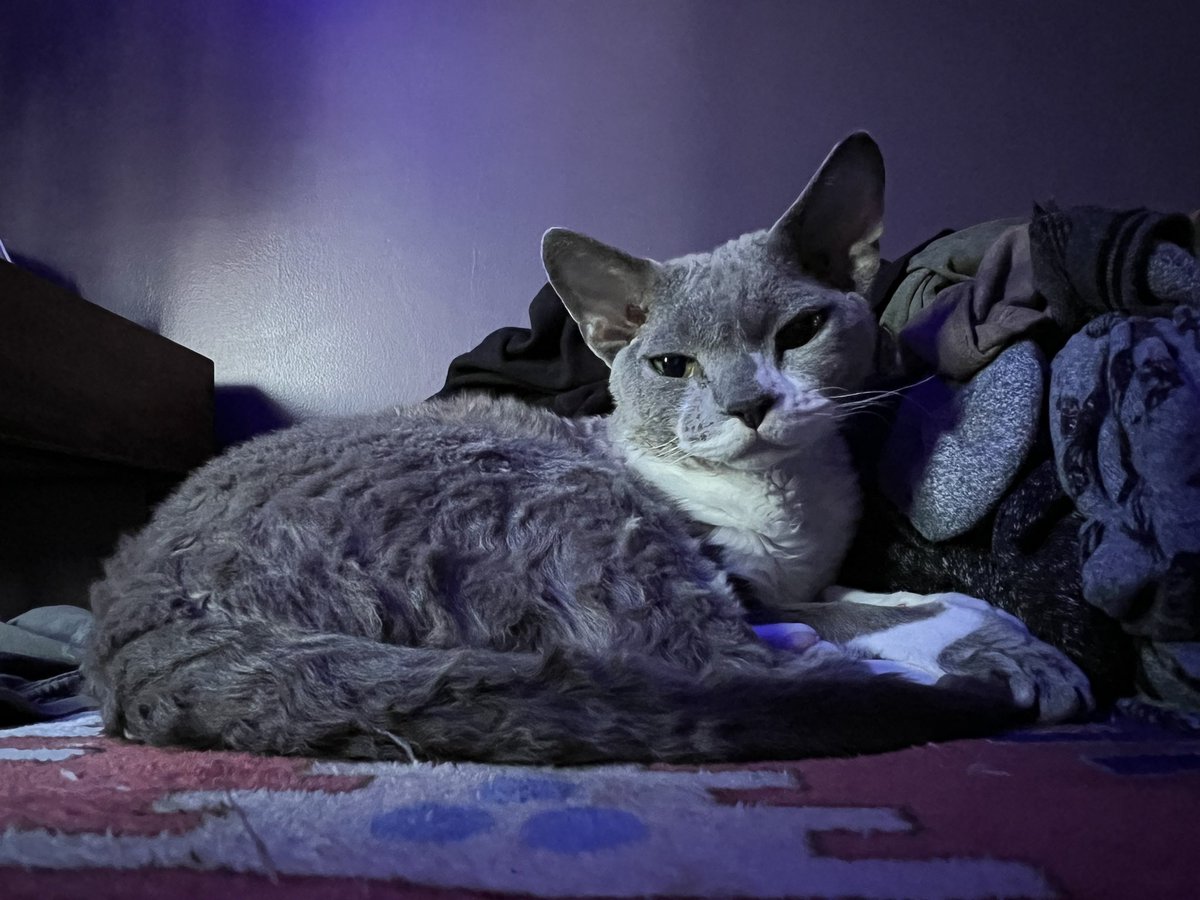 Veiledgg's tweet image. Ripley is a perfect angel. My little stormcloud. #DevonRex 👽