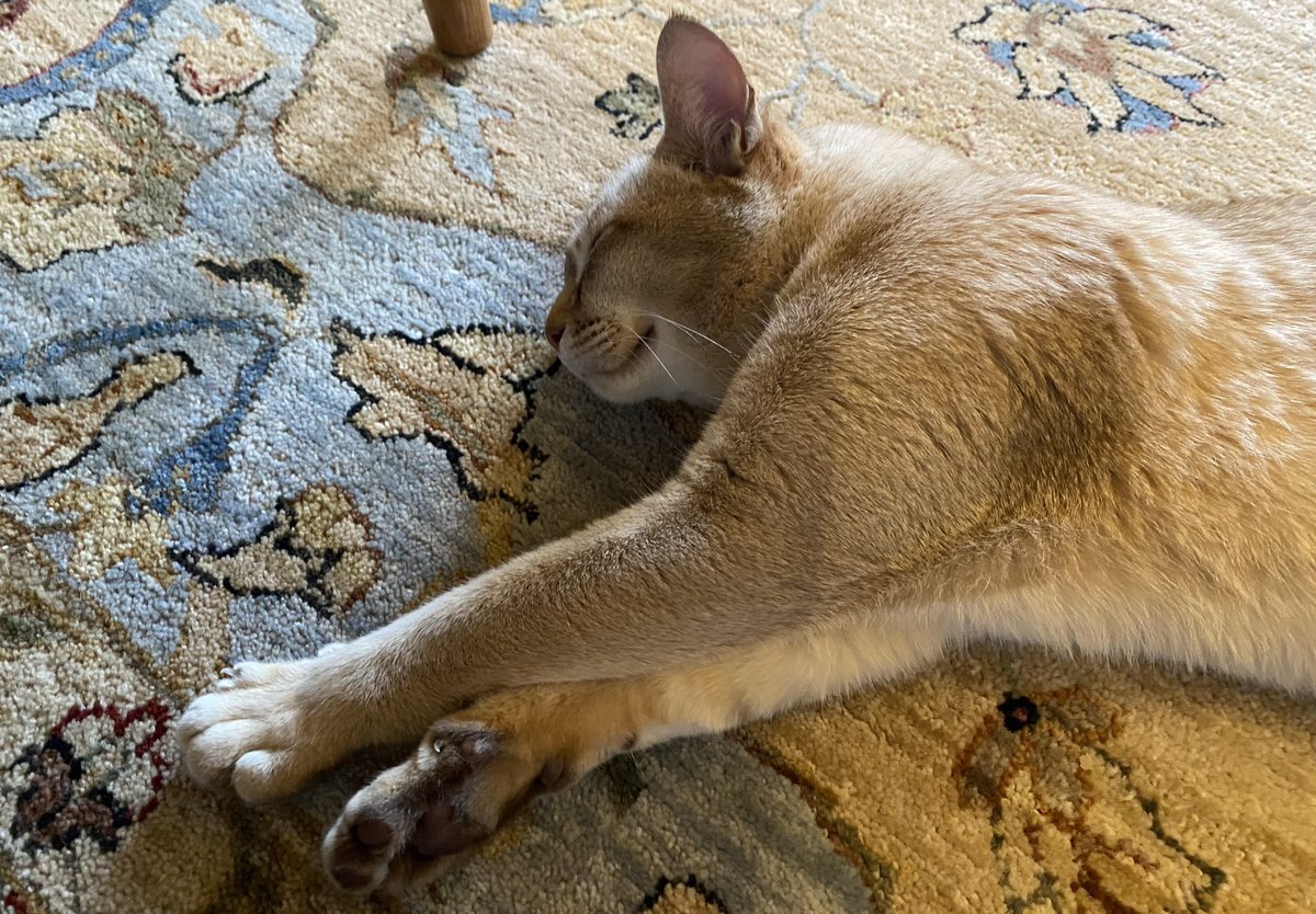 Oh, to be a cat….. 🐈  💤 
Mr Hugh’s made with LOVE 💛