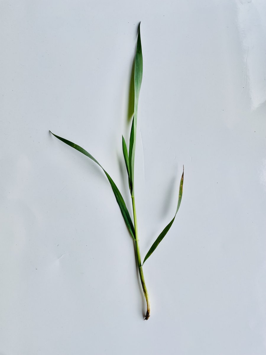 Mathew Barnes tweet media