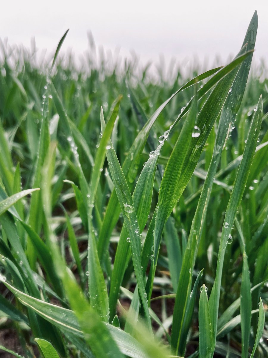 Mathew Barnes tweet media