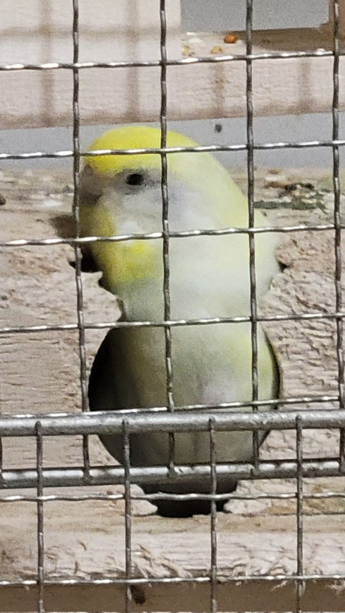 mamachopper's tweet photo. 【迷子鳥探しています】
03.29 正午頃　大阪市平野区平野西
セキセイインコ　
黄色味かかったクリームの黒目
不注意により逃げ出してしまいました。
目撃、保護情報などありましたら宜しくお願いします。
写真は1年程前の物です。

#平野区 
#東住吉区 
#迷い鳥 
#セキセイインコ
#セキセイインコ迷子 https://t.co/V8r7qRjugT