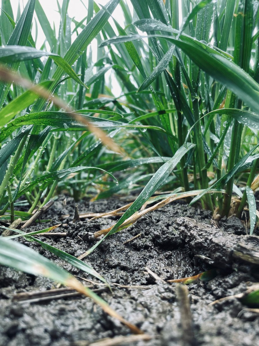 Mathew Barnes tweet media