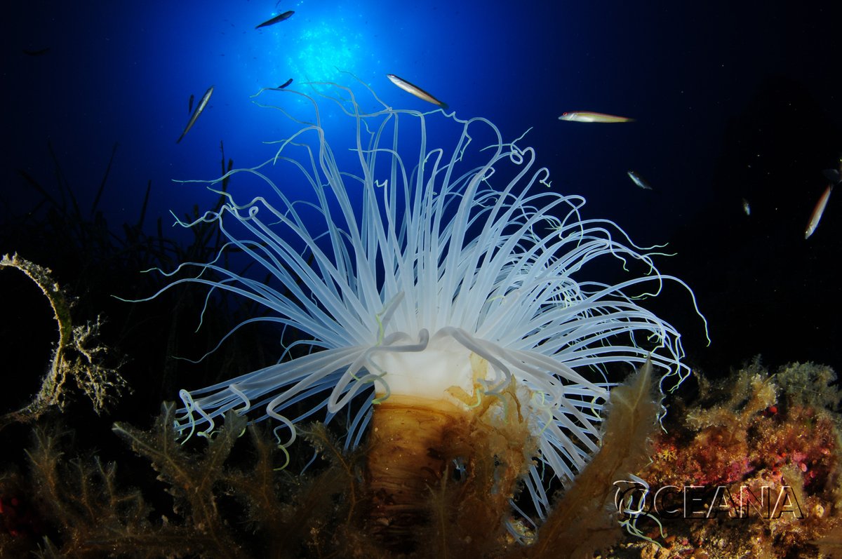 oceans_helena's tweet photo. La #RMIP de Sa Dragonera multiplica su biodiversidad🐟📈
🚩Reserva exterior❎🐟🐟🐟
🚩Reserva interior ❎🐟🐟🐟🐟🐟🐟🐟
Necesitamos más áreas (objetivo mínimo🔟%) con #ReservaIntegral para que se produzca una #RestauraciónPasiva
Más info👉https://t.co/TYRnUDrRkJ
#RestoreOceans https://t.co/Eh0QkMjdbi