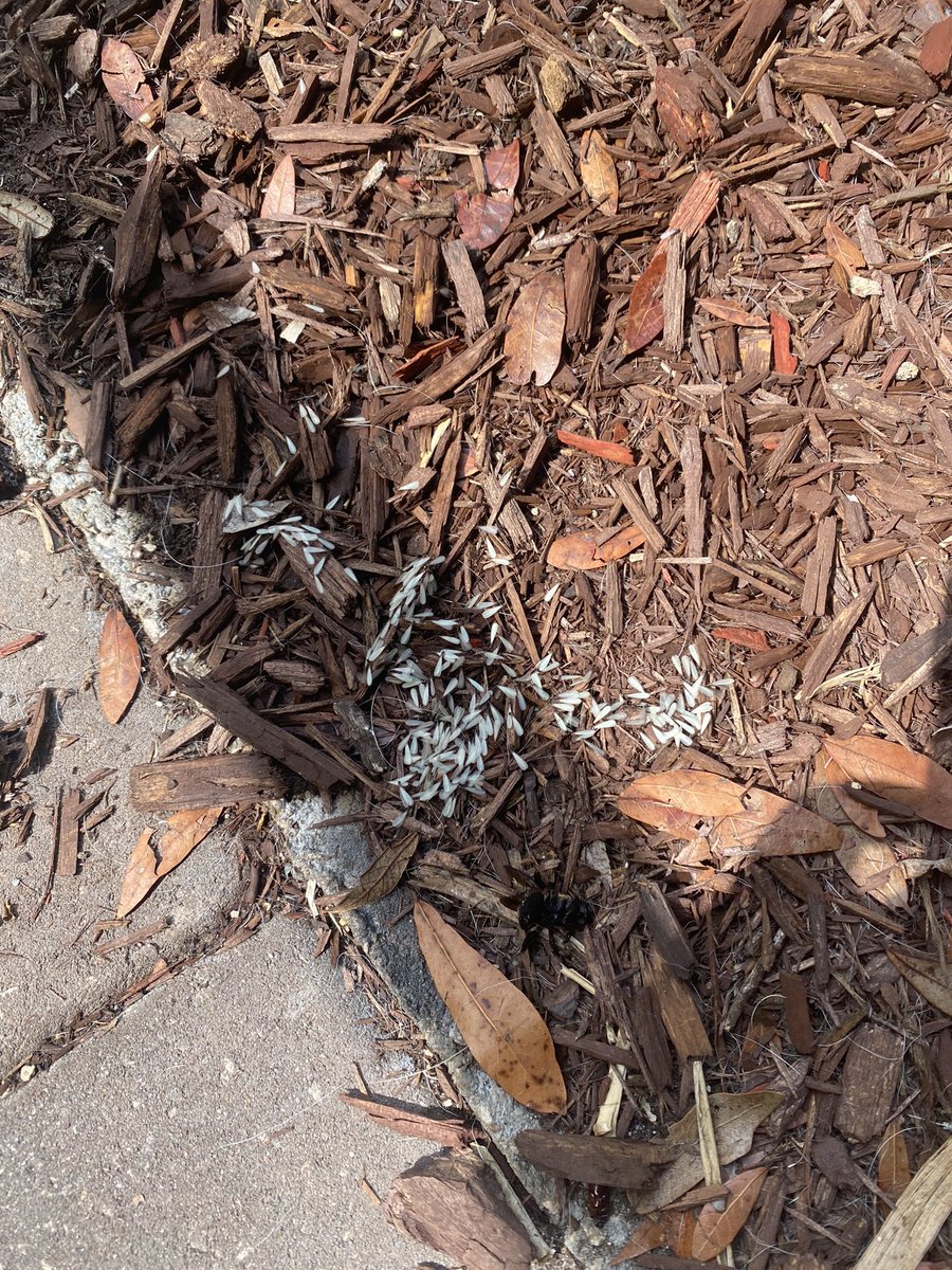 CzMoze's tweet photo. I don’t know what these are, but dragonflies love to eat them. There are maybe 50 dragonflies in my backyard scooping them out of the air. https://t.co/wILN32m3h6