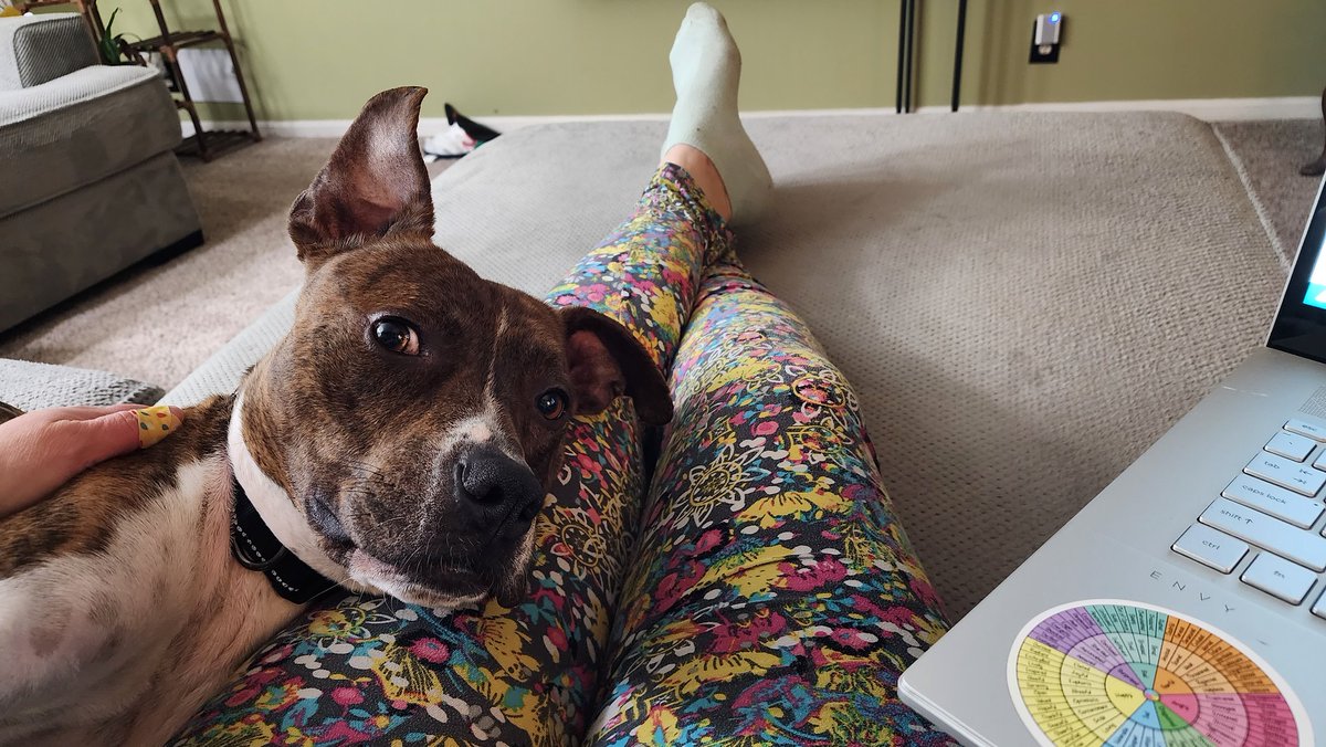 After 137 days looking for a new hope... uh, I mean home... Anakin is still waiting for a furever home. He's a goofy guy who loves belly rubs and snuggles. If you've been looking for a cuddle buddy, we have the Chosen One for you! Learn more about him at tinyurl.com/AdoptAnakin