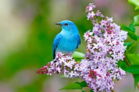 BluebirdCareSW's tweet photo. Bluebird Care Wandsworth, Clapham &amp; Streatham Newsletter - https://t.co/PgyBi7leq4 https://t.co/etQ5PwNMlx