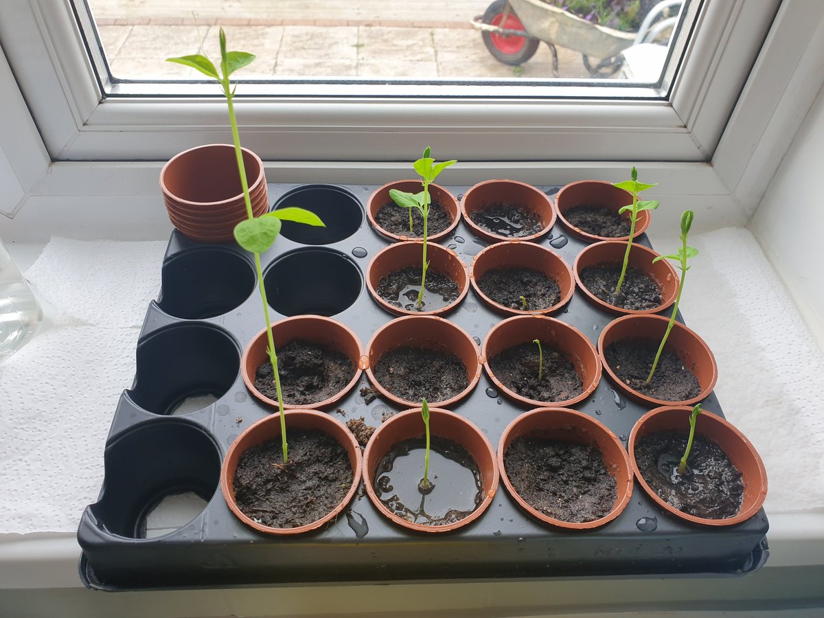 AlleynCourtYr2's tweet image. 2M planted some sweet pea seeds a couple of weeks ago. Mrs Morley is plant sitting over the Easter holidays and there are some new arrivals today, while one is streaking ahead! #plantlife #year2science
