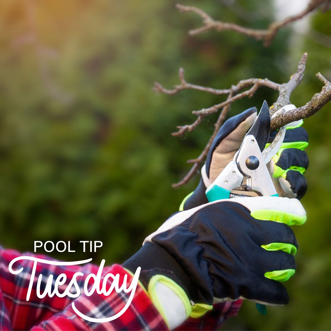 DistinctiveSwim's tweet image. Trim back any branches that hang over your #pool to keep debris away. #PoolTip