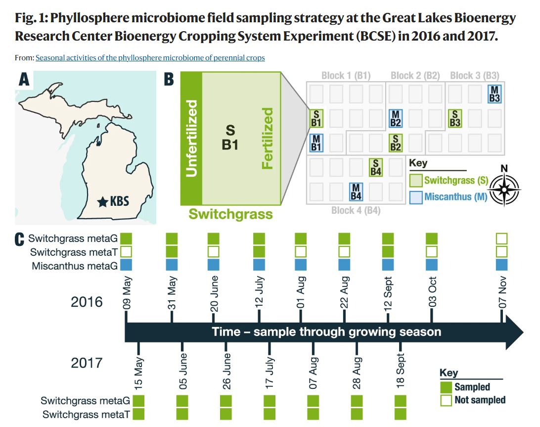 NatureComms's tweet photo. Seasonal activities of the phyllosphere microbiome of perennial crops

@ashley17061 @teeniedeenie @GLBioenergy @CABBIbio @nejcstopno #bioenergy #microbiome #timeseries #plantmicrobiome #metaT #metaG #MAGs 

https://t.co/AwIUDFzh1V https://t.co/D24MeuThE5
