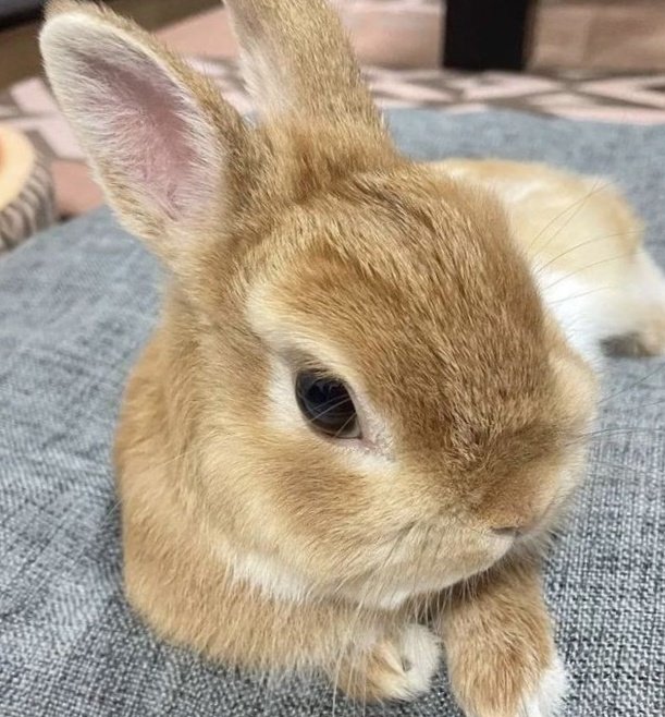 tiny__doyoung's tweet image. baby bunny
#DOYOUNG #도영
#NCT_DOJAEJUNG #DOJAEJUNG 
#DOJAEJUNG_Perfume