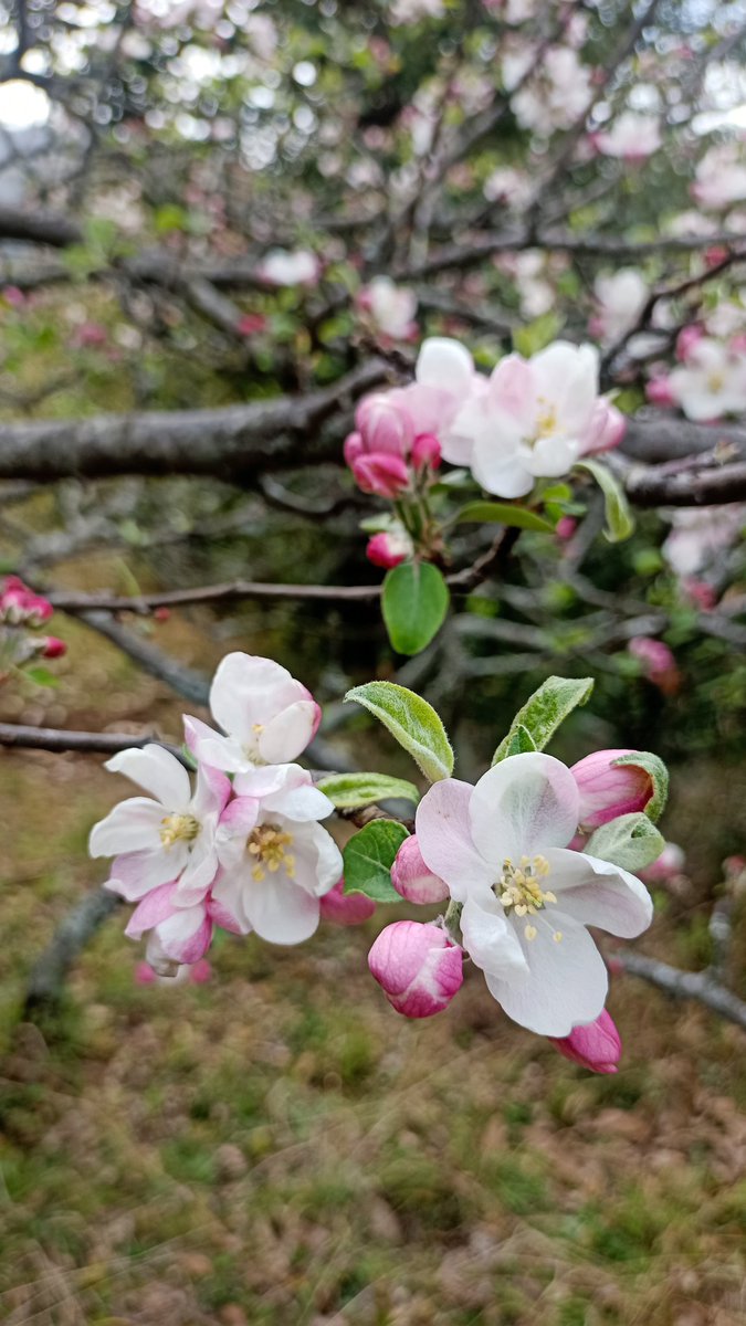 Apple Blossoms at our homestay. Spring is here. #springseason #spring #appleblossoms