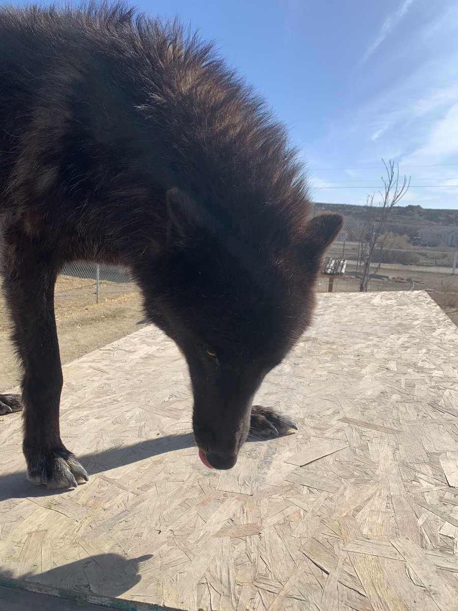4Corners_wolf's tweet image. What’s your take on growth of our sanctuary? We have 18 and we need larger enclosures for them. Our 80 acre purchase will allow bigger more appropriate habitats and the ability to save more animals. While we are gaining ground we still struggle with funding #retweet #helpthem 🙏