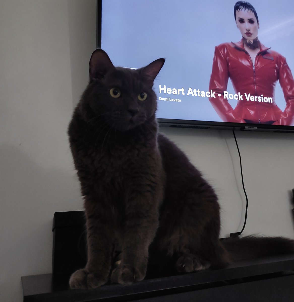 trizbeamesquita's tweet photo. CLASSIFIQUE O SEU PET

• raça: gatolata
• nome: Rengar Naldo 
• beleza: 10/10
• inteligência: 9/10
• raiva: 2/7
• já mordeu alguém: Julia e João
• gosta de passear: sim
• apelido: rengato, bunitao, morcego
• funfact: introvertido e esfomeado. Só confia em quem é digno. https://t.co/D4eLnfeQEo