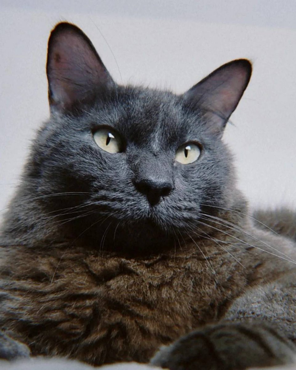 trizbeamesquita's tweet photo. CLASSIFIQUE O SEU PET

• raça: gatolata
• nome: Rengar Naldo 
• beleza: 10/10
• inteligência: 9/10
• raiva: 2/7
• já mordeu alguém: Julia e João
• gosta de passear: sim
• apelido: rengato, bunitao, morcego
• funfact: introvertido e esfomeado. Só confia em quem é digno. https://t.co/D4eLnfeQEo