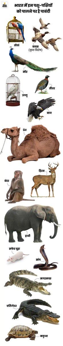DainikBhaskar's tweet image. सारस से दोस्ती की वजह से आरिफ पर हुई FIR: तोता-कछुआ पालने पर भी हो सकती है जेल; कौन सा पशु-पक्षी पाल सकते हैं
#AnimalProtectionLaws #AnimalRights
अधिक खबरें और ई-पेपर पढ़ने के लिए दैनिक भास्कर ऐप इंस्टॉल करें - dainik-b.in/M4RPWQKPcjb