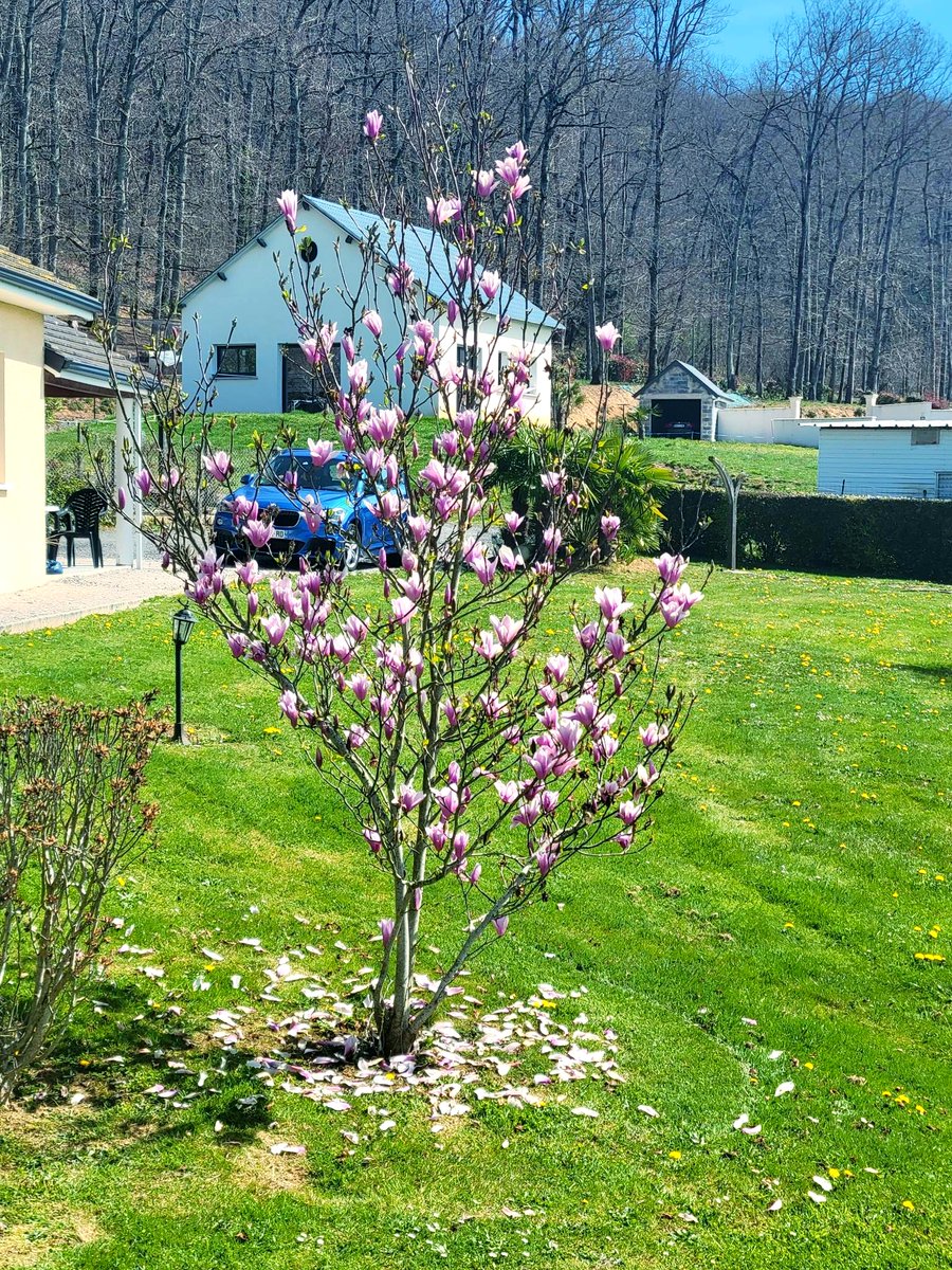 ALittleBite1's tweet image. "It is spring again. The earth is like a child that knows poems by heart." — Rainer Maria Rilke 🌸

#FrenchSpring #blossoms #springthoughts #petalfall #tempusfugit