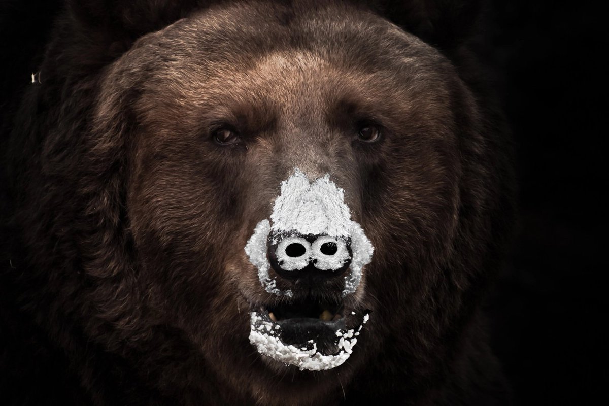 hitchcah's tweet photo. Cocaine Bear (2023) by Liz Banks. A combination of a slasher comedy and a shameless thriller, all surrounded by curious characters: Norwegian campers, crazy rangers, naughty kids, harmless policemen and Ray Liotta. It reads "based on a true story". Hard to believe. #cocainebear https://t.co/wPJo6mXe1X