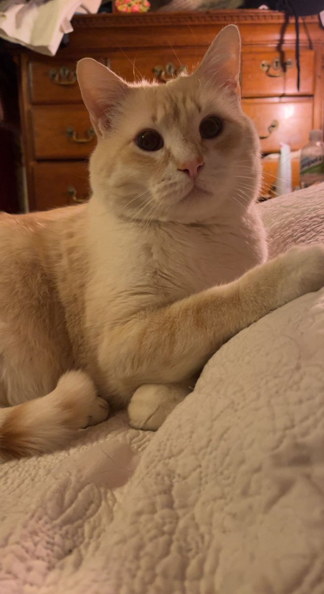 StockleyFallon's tweet photo. @erinmhk Mr. Kitty, the most handsome man ❤️ https://t.co/iN0daLxanG