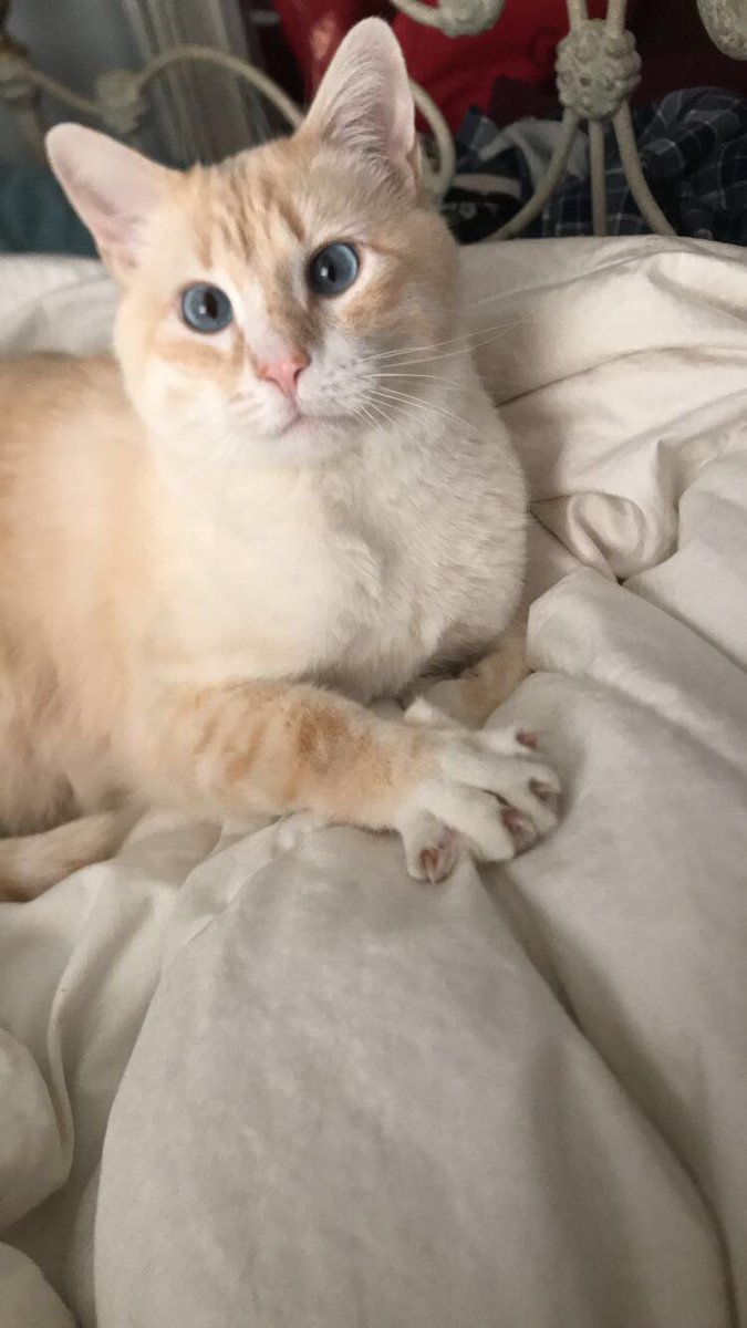 StockleyFallon's tweet photo. @erinmhk Mr. Kitty, the most handsome man ❤️ https://t.co/iN0daLxanG