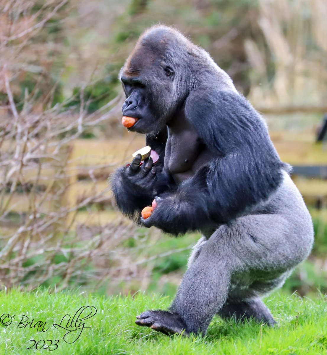 brglilly's tweet photo. N'Dowe walking back with foraged food @PaigntonZoo #gorilla https://t.co/QLFTdXi6CL