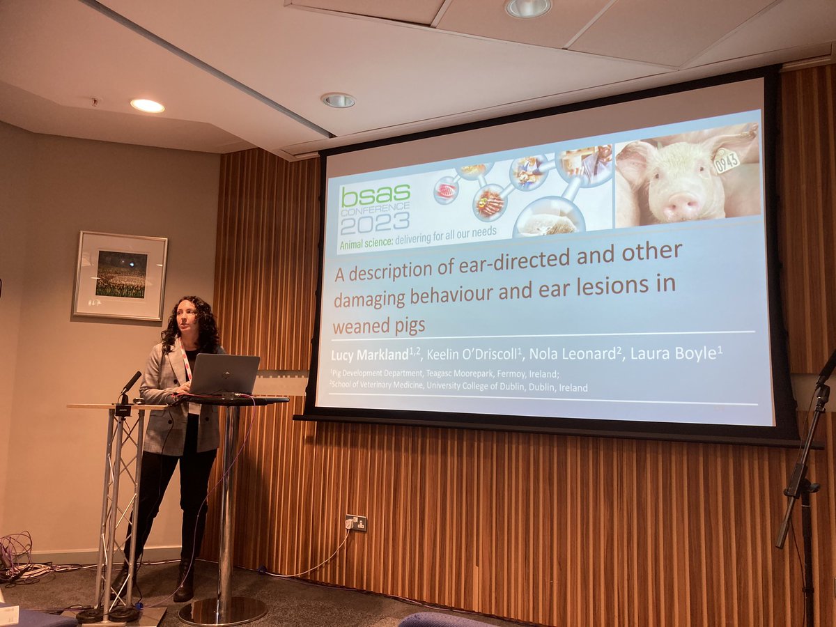 LABoyle2's tweet photo. Lucy Markland @TeagascPig ๐ทpresents ear necrosis findings from #earwel project. So much #earbiting #damagingbehaviour ๐ซ #BSAS2023 https://t.co/PDDDDmo7k0