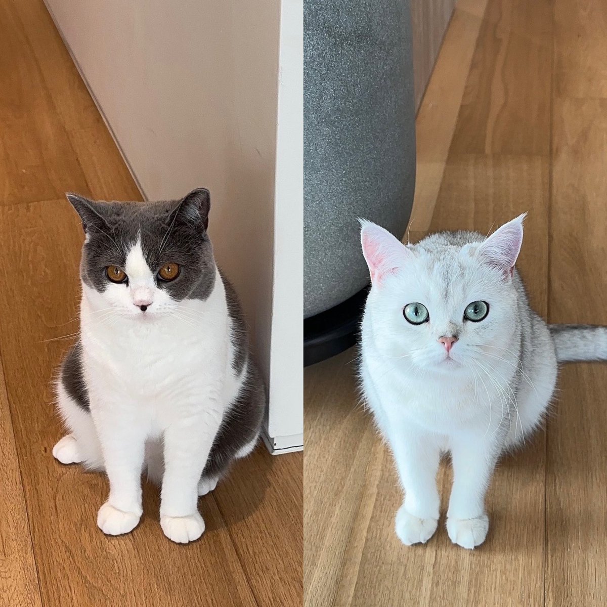 sentimental4u's tweet photo. SHINee pet family is getting bigger https://t.co/F5kLlTXhSD