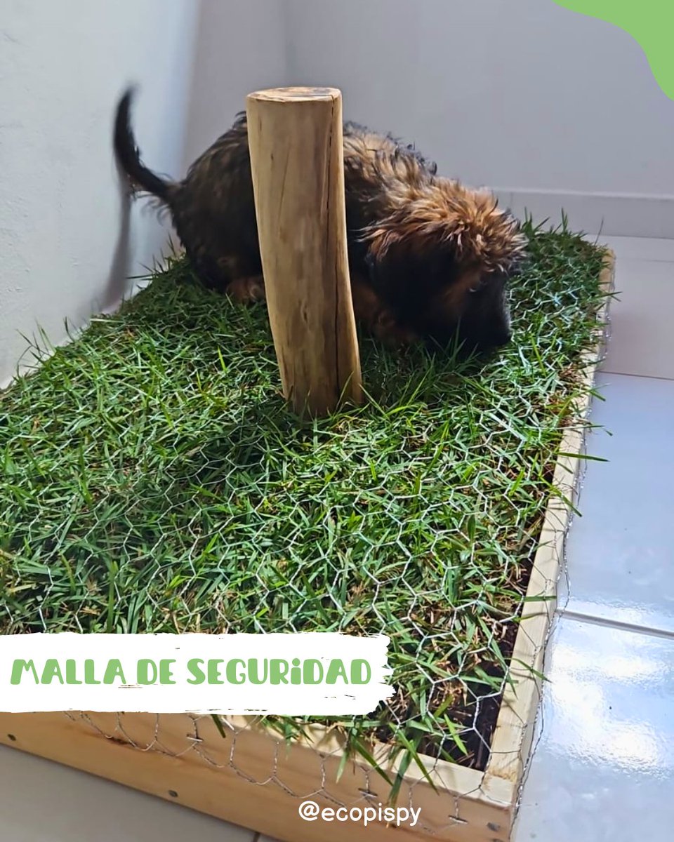 Ecopispy's tweet photo. La malla de seguridad es un adicional que podes agregar a tu bandeja, especial para los peques que están en periodo de aprender, con esta malla evitamos destrozos.

También podes pedir con tu próximo recambio 🙌🏻💚

#Ecopispy #EcoLove💚 #BandejaSanitaria  #cespednatural #Paraguay https://t.co/LAtzurxoSU