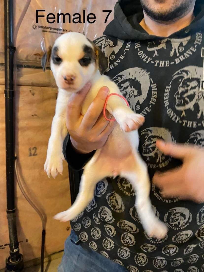 Ferndale Public School is happy to introduce you to...CANDICE!  Welcome sweet Candice!  Stay tuned tomorrow for next name pick. <a href="/Ferndalerocks/">Ferndale Public School</a> 

Watch for Candice's bio coming soon on our website.
niagaradogrescue.com/meet-our-dogs.…