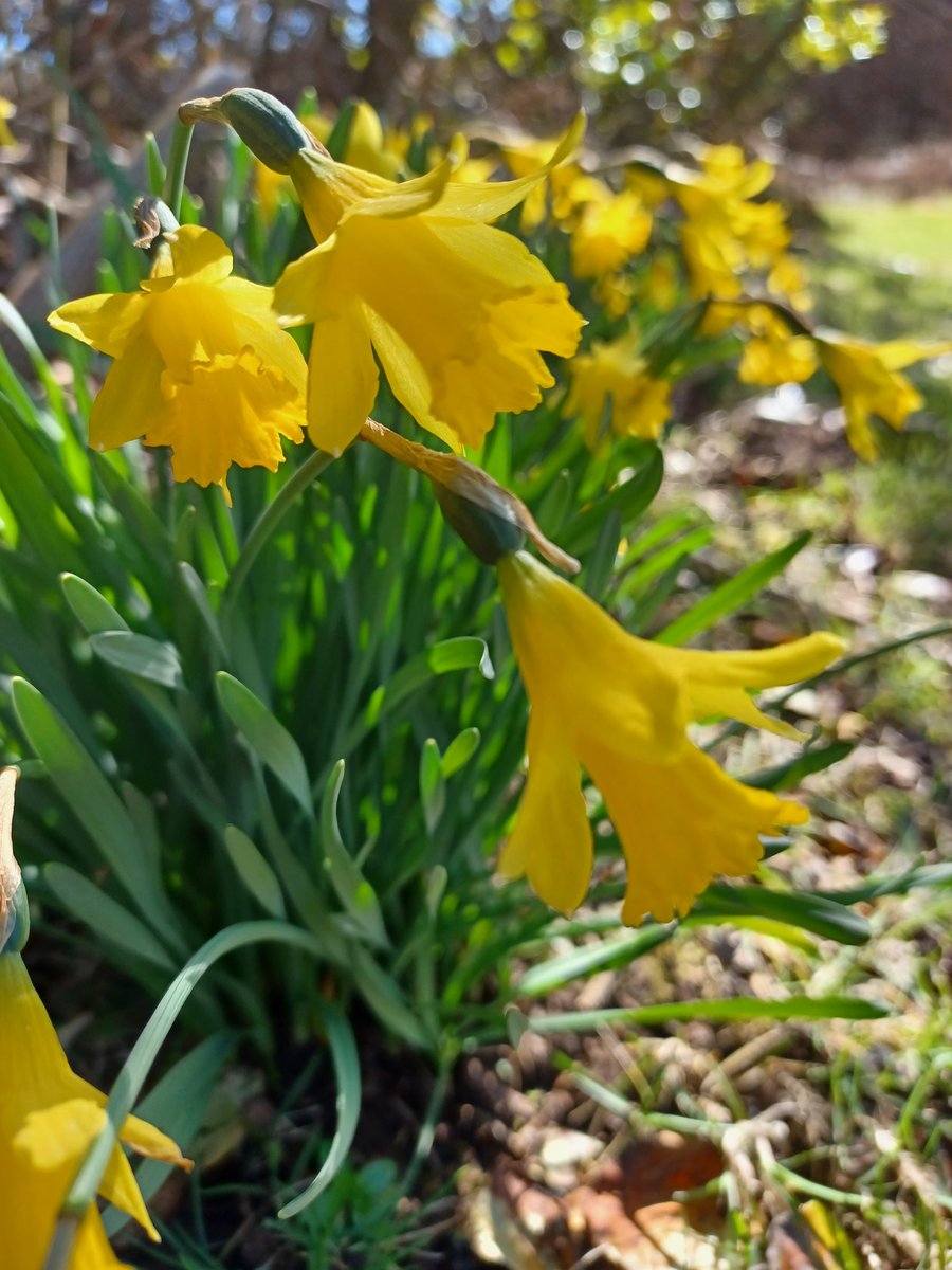 rangers_na's tweet image. A bit of Spring colour to brighten your day! 😊🌸🌼
#ConnectWithNature #GetOutside #WonderfulNature #Spring #GreenHealth #DailyDoseOfNature
@mentalhealth @NAGreenHealth @audreynolan @RhonaEA