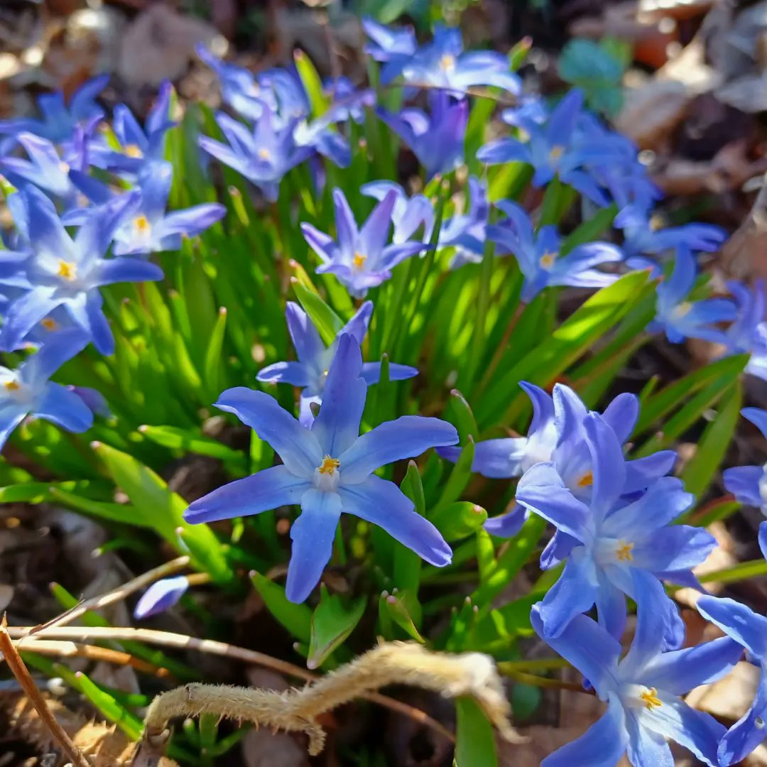 rangers_na's tweet image. A bit of Spring colour to brighten your day! 😊🌸🌼
#ConnectWithNature #GetOutside #WonderfulNature #Spring #GreenHealth #DailyDoseOfNature
@mentalhealth @NAGreenHealth @audreynolan @RhonaEA