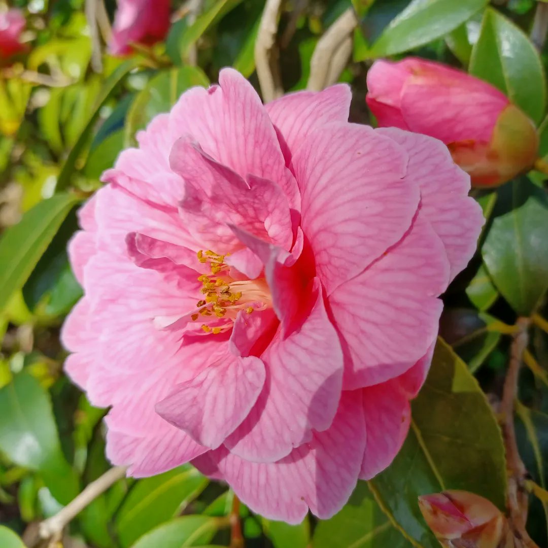 rangers_na's tweet image. A bit of Spring colour to brighten your day! 😊🌸🌼
#ConnectWithNature #GetOutside #WonderfulNature #Spring #GreenHealth #DailyDoseOfNature
@mentalhealth @NAGreenHealth @audreynolan @RhonaEA