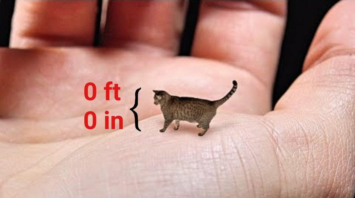 chaoticcatpics's tweet photo. https://t.co/zOPiC3387B