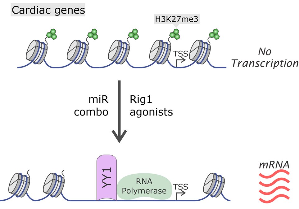 AJPCellPhys's tweet image. #ResearchArticle Rig1 receptor plays a critical role in cardiac reprogramming via YY1 signaling from Seyda Baksh, Jiabiao Hu, Richard Pratt Victor Dzau, and Conrad Hodgkinson at @dukemedicine:

ow.ly/UGJM50NrvaX

#miRNA #Reprogramming #InnateImmunity