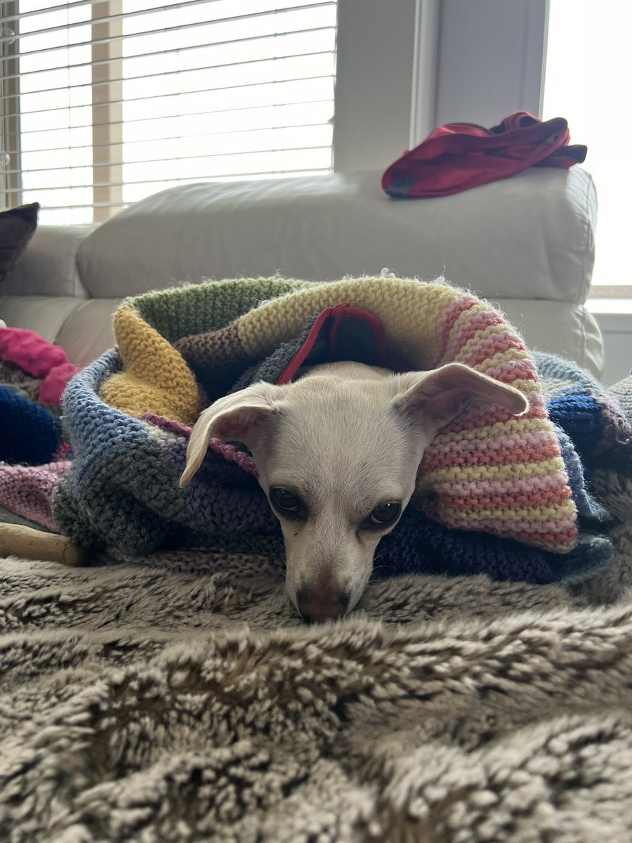 <a href="/RCMPNL/">RCMP Newfoundland and Labrador</a> my puppy was just rushed to the emergency pet hospital after coming in contact with horse feces behind holy heart. please start picking up after your animals (like we all do) and pay my $600 vet bill