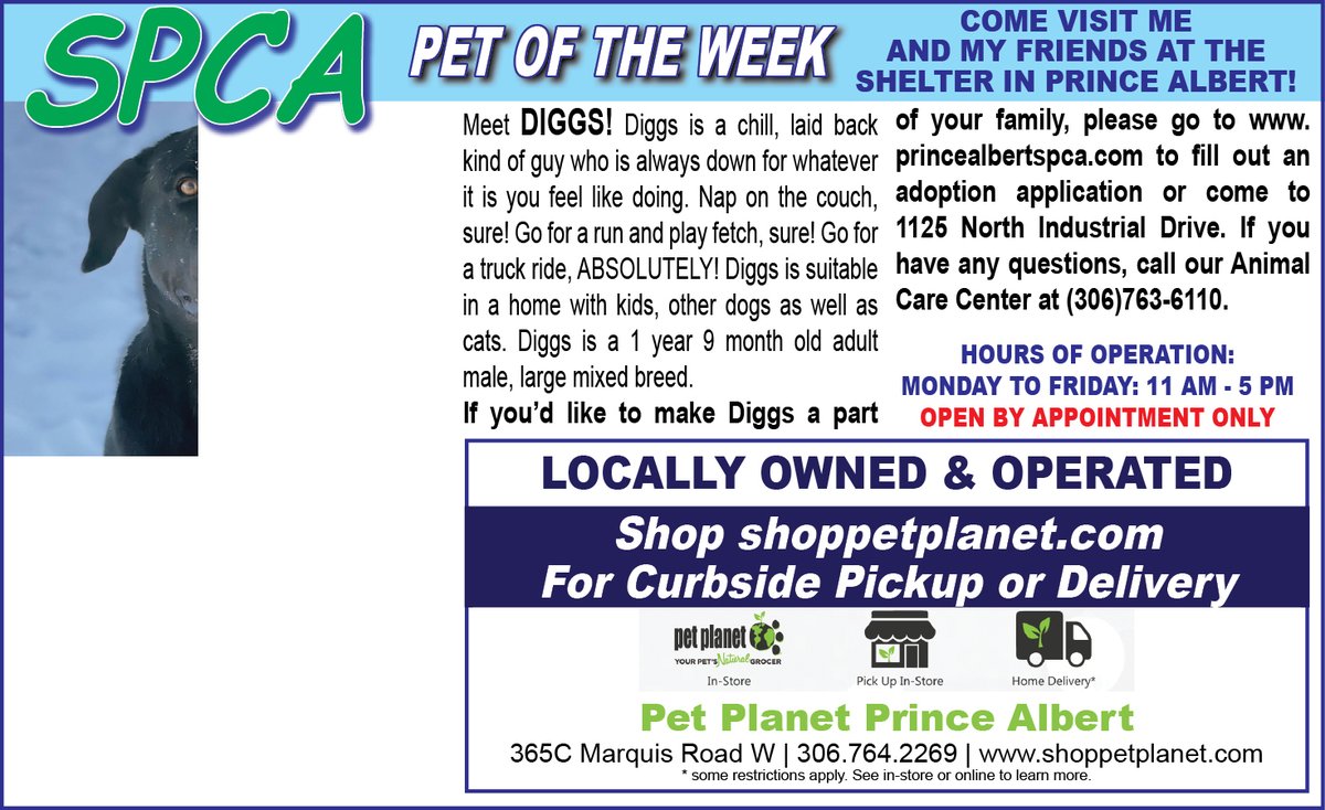 PAShopper's tweet image. SPCA - Pet of the Week
princealbertshopper.com/spca
#SPCA #PetoftheWeek #princealbertshopper