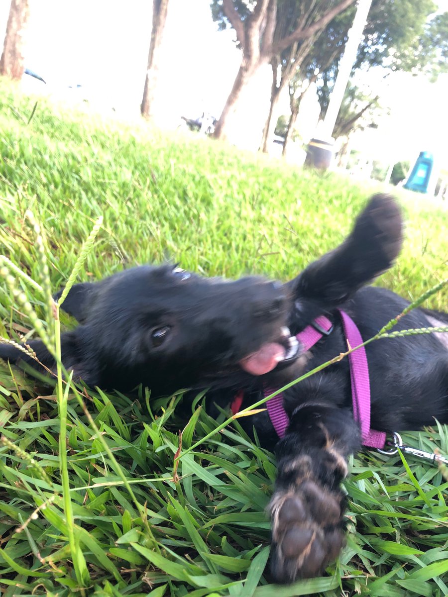 Classique seu 🐶

raça: viralatinha
nome: jabüticaba
beleza: 10/10
inteligência: sabe sentar e deitar kkk
já mordeu alguém: já 🤡
gosta de passear: gosta muito, pula só de ver a guia
apelidos: jabü, bü, buzinho, meuamoizinho 🤧