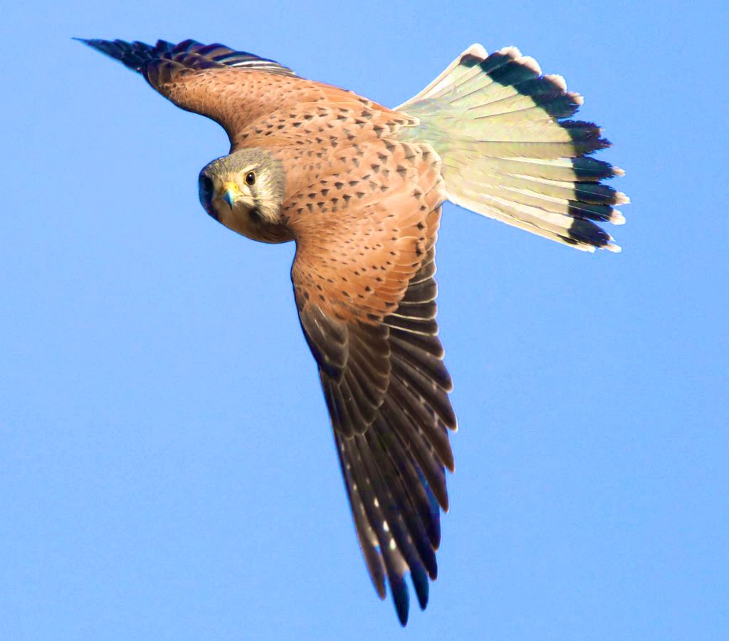 Jeff’s Wildlife Photography tweet media