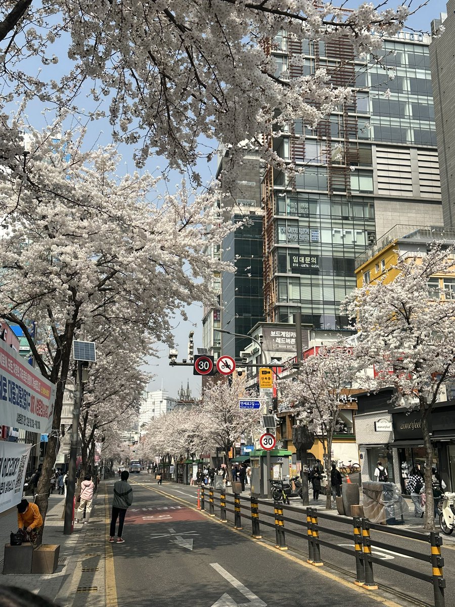 Elodie7_'s tweet photo. Je me suis baladé à Sinchon, c’était incroyable 🥹🌸 https://t.co/qklOdrOQhK