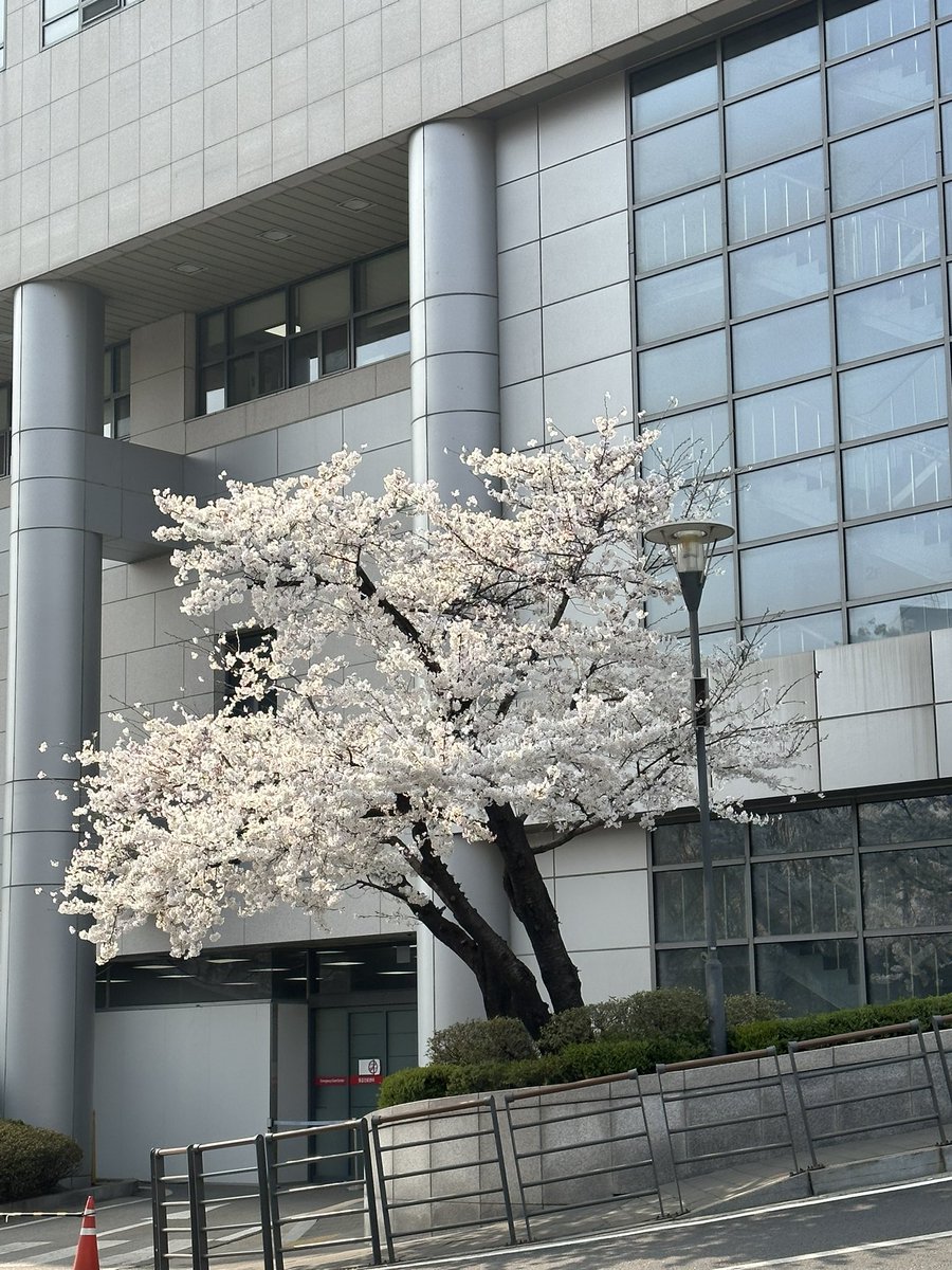 Elodie7_'s tweet photo. Je me suis baladé à Sinchon, c’était incroyable 🥹🌸 https://t.co/qklOdrOQhK