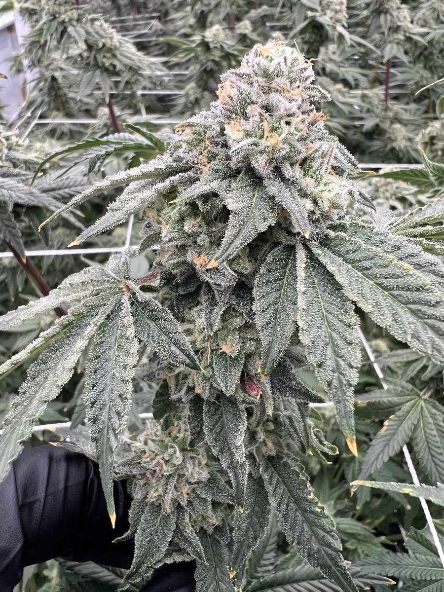 #ZBerryBelts - Z Berry x Rainbow Belts 2.0 Strawberry syrup, cream and pure candy blend into one delightful flower. Just another example of the quality of the male selection in this belts line. The purpose of making this line was to create building blocks for the future.#Zephyr