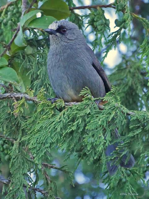 Hadgitourism's tweet photo. #Hugumbirda, a woodland in #Tigrai broken into various chasms, is an enchanting place full of wild #plants, #animals as well as wonderful #bird species. The Abyssinian catbird is endemic to this highland forest where it is found in abundance. https://t.co/hUsBXTuM5b
