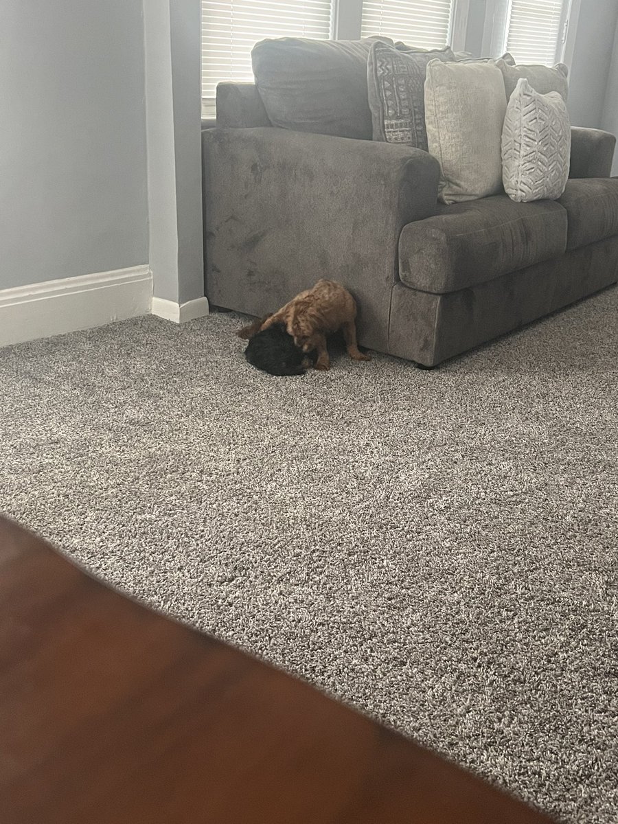 Milo_Shihpoo's tweet photo. Milo and Kiwi #DogsofTwittter #yorkie #shihtzu #poodle #pets https://t.co/zywjF8oVu4
