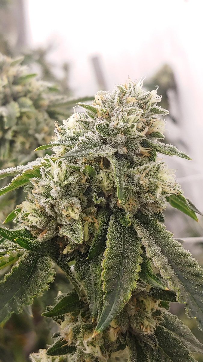#RainbowZlushiez 🤌🏽 this is a instant win in the flavor department. This line has sold out multiple times thanks to all of you amazing people. A double dose of candy in this gem but with a twist, a very unique strawberry and fruit bouquet follows. #catchAWave