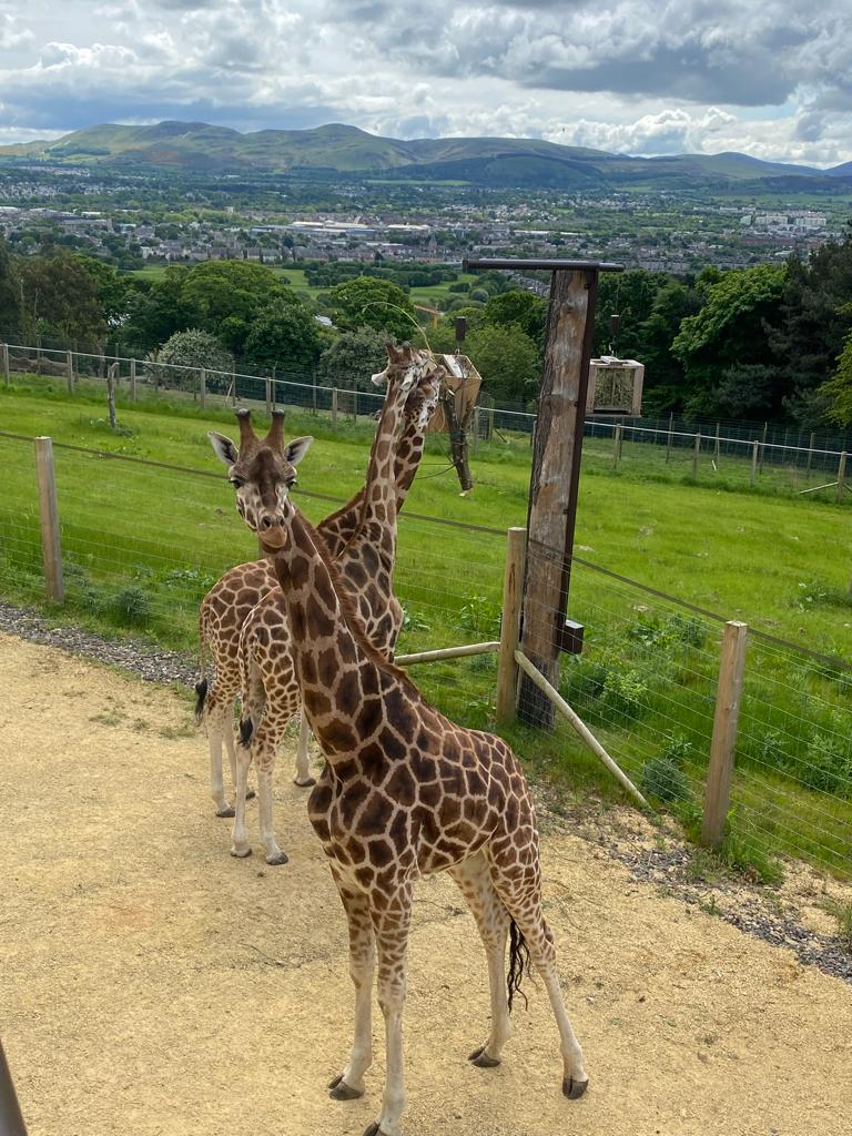 JMICAWE's tweet photo. @bec_doyle from  @JMICAWE @TheDickVet presenting @EdinburghZoo today on a joint research project with a recent MSc graduate . The research focuses on #giraffe #behaviour and dynamics. https://t.co/vaV7I3EnGs