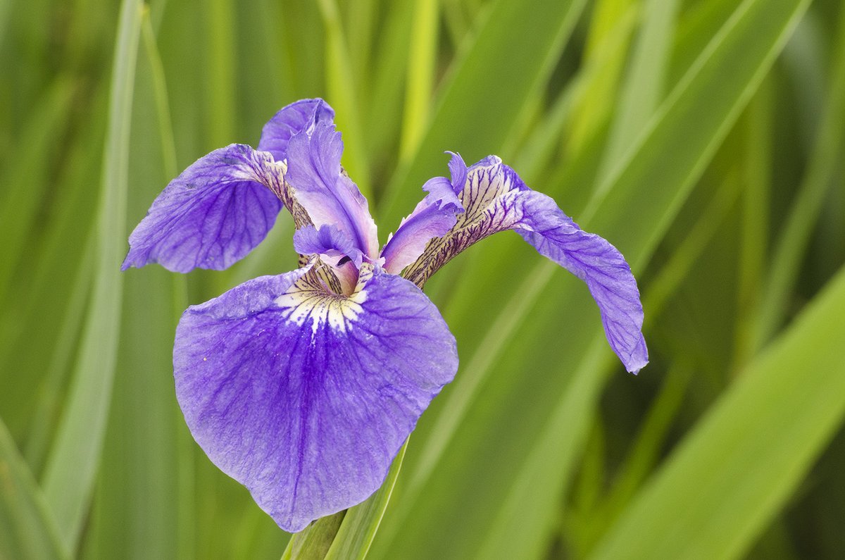 DenaliPhotoTour's tweet photo. Photography tips: Focus on Spring -- With spring flowers blooming, now is a perfect time to work on #macro photography! Macro is a fun way to learn about depth of field. 🔗 Sign up for our Light Wrangler Monthly to receive more photography tips:  https://t.co/LU40QMzOL4 https://t.co/M0Nmq8XeJz