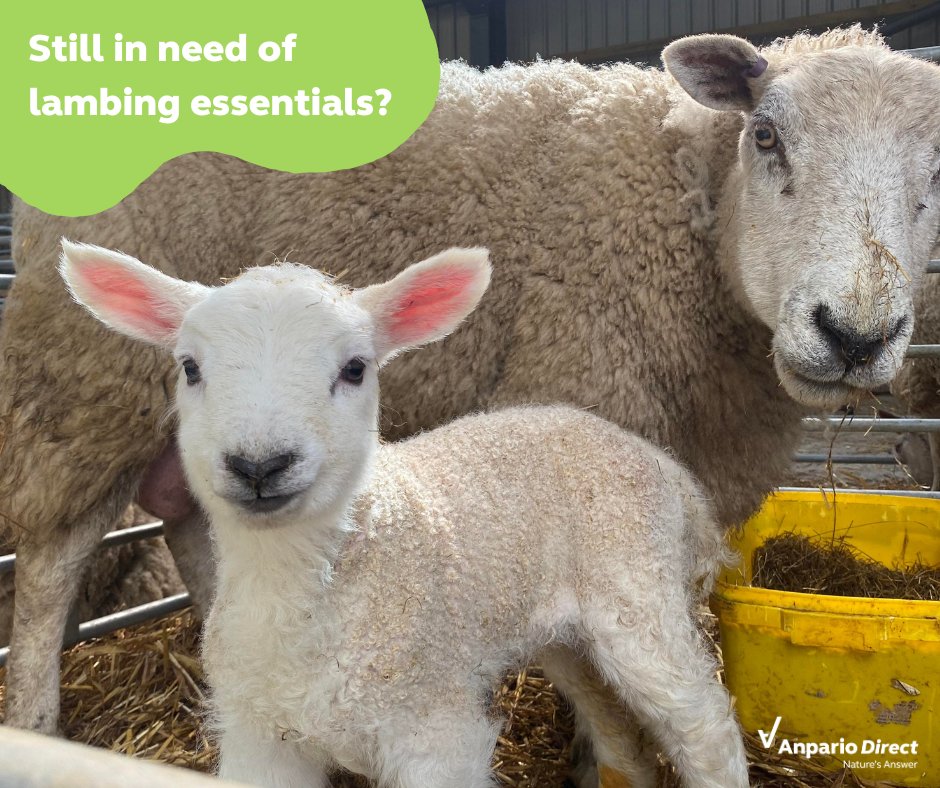 Whether you've finished lambing, half way through or are about to start, support your lambs early on with Provita 🐑 

Check out the Provita range we stock on our website, SALE STILL ON😍 anpariodirect.co.uk/livestock/prov… 

#lambing #lambsofinstagram #colostrum #lambingsupport #ewe